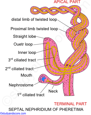Earthworm circulatory system, earthworm blood vessels, dorsal blood vessel, ventral blood vessel, latero-oesophageal, supra oesophageal, lateral hearts, plexus